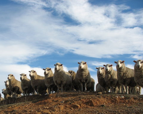 Annual Bredbo Sheep Dog Trials - Tourism Canberra 0