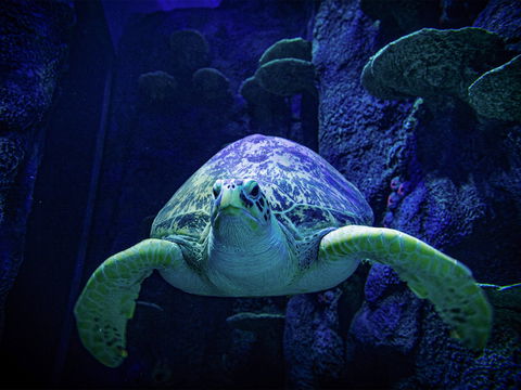 Sydney's Aquarium - Tourism Canberra 0
