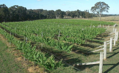 Yarralaw Springs Wines  - Cellar Door Wine Tasting - Tourism Canberra 1