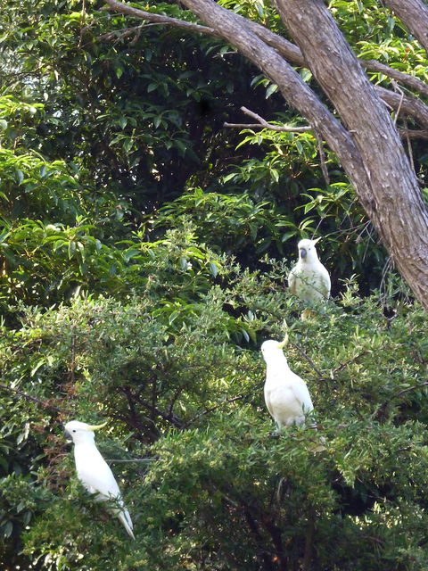 Coachman's Eden - Tourism Canberra 3