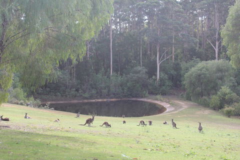 Marima Cottages - Tourism Canberra 7