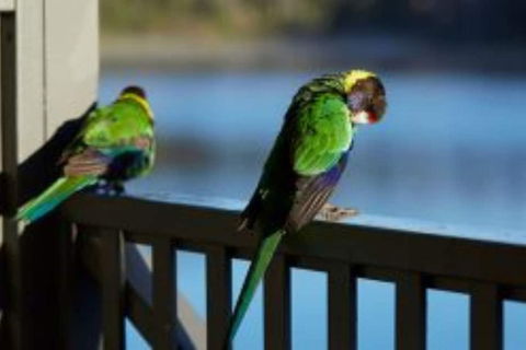 RAC Karri Valley Resort - Tourism Canberra 3