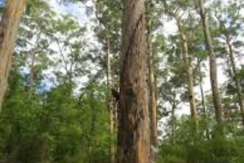 RAC Karri Valley Resort - Tourism Canberra 1