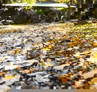 Cradle Forest Inn - Tourism Canberra
