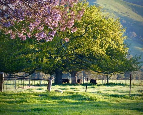 Alexandra Farmstay - Tourism Canberra 6