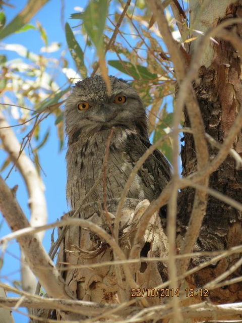 Kalbarri Tudor Holiday Park - Tourism Canberra 3