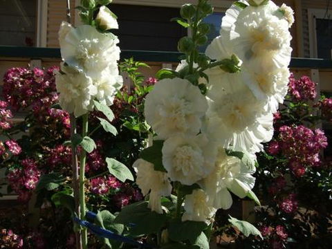 Nannup Riverview Cottage - Tourism Canberra 2
