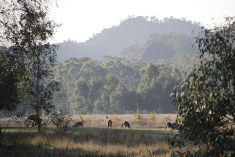 Dacelo - Tourism Canberra 0