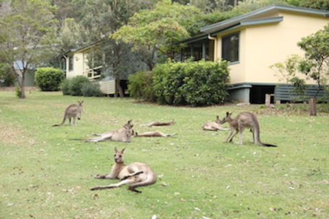 Depot Beach Cabins - Tourism Canberra 0