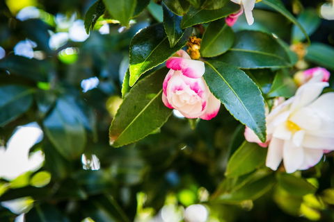 Whispering Pines Cottages - Tourism Canberra 3