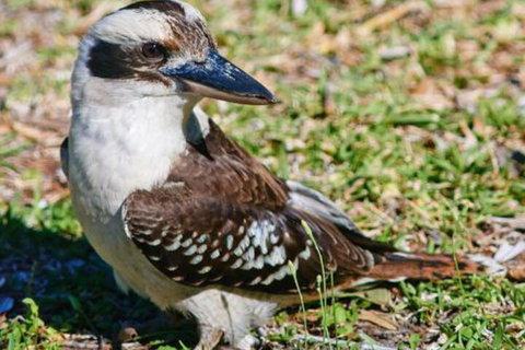 Kookaburras At Smiths - Tourism Canberra 5