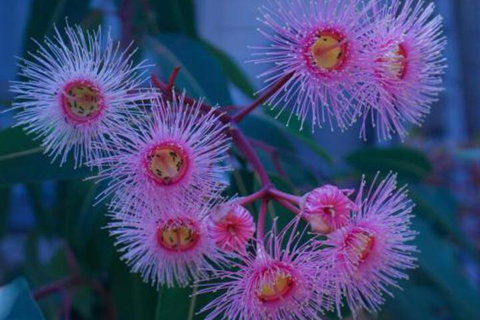 Brisbane Milton Bed & Breakfast - Tourism Canberra 4