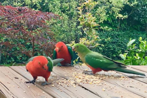 Crimson Villa - Tourism Canberra 0