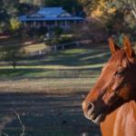 Historic Oak Hill House Estate Truffle Gourmet Festival Region - Tourism Canberra 0