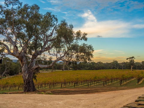 Shadow Creek McLaren Vale - Tourism Canberra 3