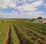 Barossa Valley Lyndoch - Tourism Canberra