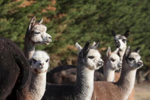 Malakai Farm Stay - Tourism Canberra 4