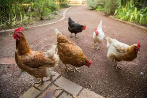 Malakai Farm Stay - Tourism Canberra 7