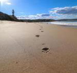 Surfers Paradise at Catherine Hill Bay - Tourism Canberra