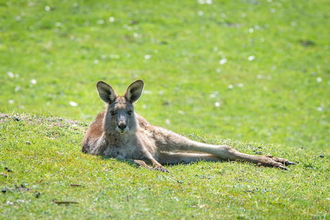 Halls Gap Motel - Tourism Canberra 5
