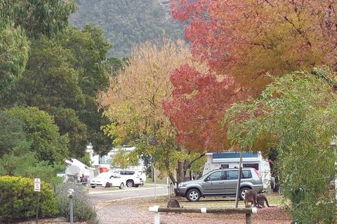 Breeze Holiday Parks - Halls Gap - Tourism Canberra 5