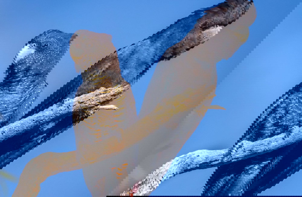 Burnside WA Tourism Canberra