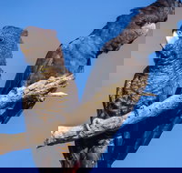 Bussells Bushland Cottages - Tourism Canberra