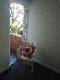 Abbeville Apartments - Tourism Canberra 5