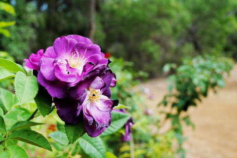 Caves Road Chalets - Tourism Canberra 3