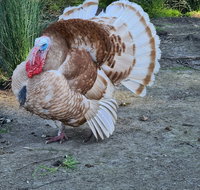 Halls Haven Holiday Units - Tourism Canberra