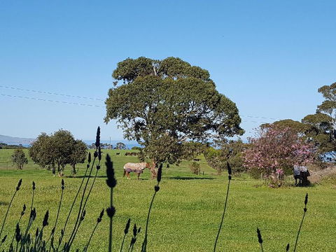 Dees Villa Bed & Breakfast - Tourism Canberra 6