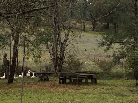 Wildwood Guesthouse - Tourism Canberra 1