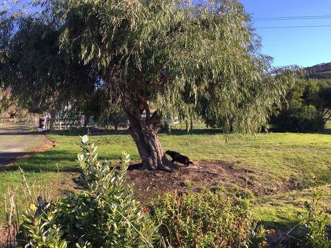 Skenes Creek Lodge Motel And Restaurant - Tourism Canberra 4