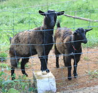 Alstonville Country Cottages - Tourism Canberra