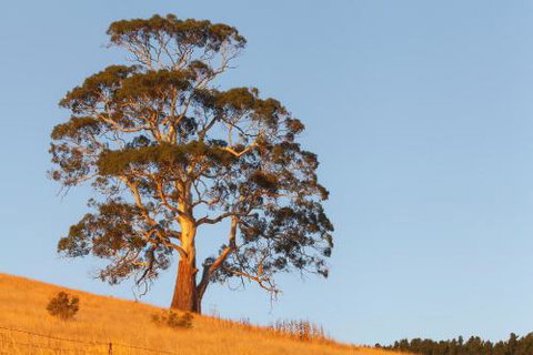 2 Dukes Daylesford - Tourism Canberra 5