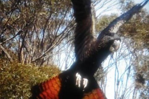 Cooinda Holiday Village - Tourism Canberra 1