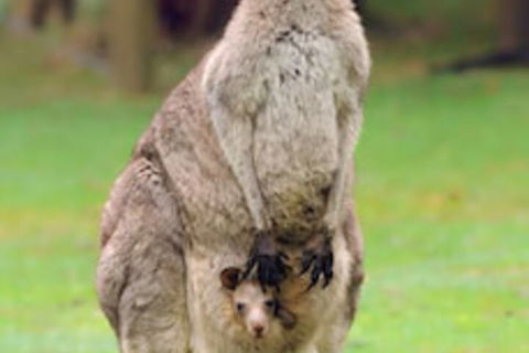 Halls Gap Lakeside Tourist Park - Tourism Canberra 1