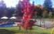 Chestnut Tree Holiday Apartments - thumb 1