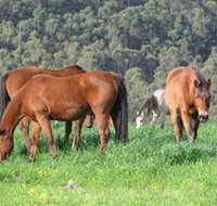 Hill Top Country Guest House - Tourism Canberra