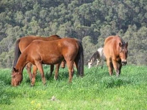 Hill Top Country Guest House - Tourism Canberra 0