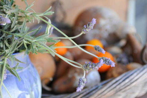 Lavender Farm - Tourism Canberra 5