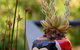 Friends At McLaren Vale - thumb 6
