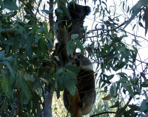 Friends At McLaren Vale - Tourism Canberra 1