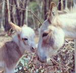 Donkey Tales Farm Cottages - Tourism Canberra