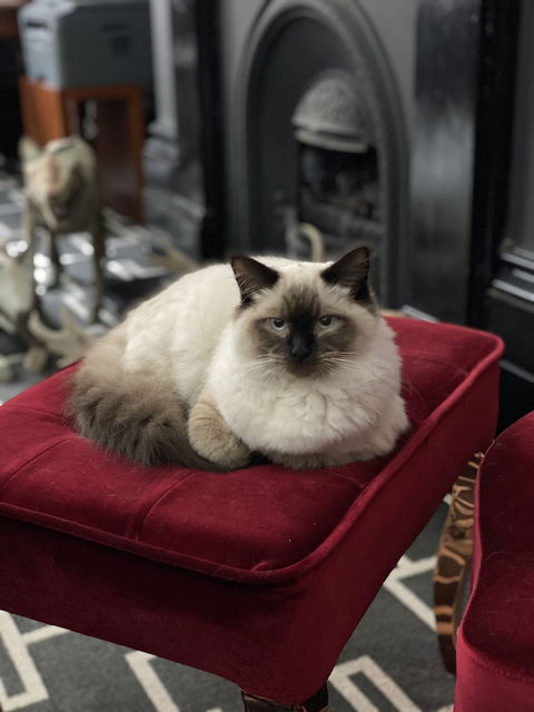 Macquarie Manor - Tourism Canberra 5