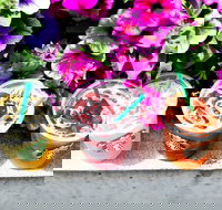 Starbucks - Mascot - Tourism Canberra