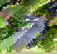 Marcus Hill Vineyard - Tourism Canberra