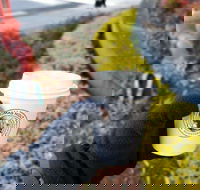 Thomas Holt Roasters - Tourism Canberra