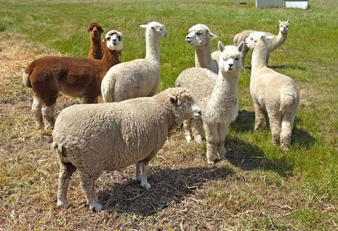 The Farmer's Place - Tourism Canberra 2