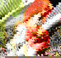 Wildernis Cafe and Bar